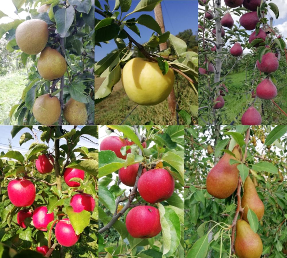 Fruits